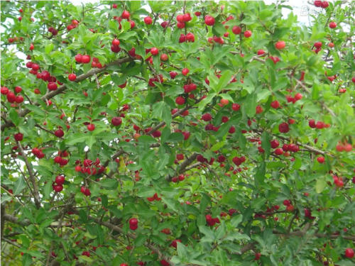 Acerola