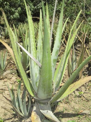 Aloe Vera