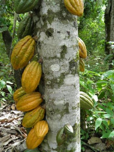 Cacao Chuncho