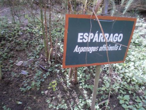 Espárrago