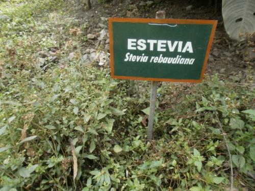 Estevia