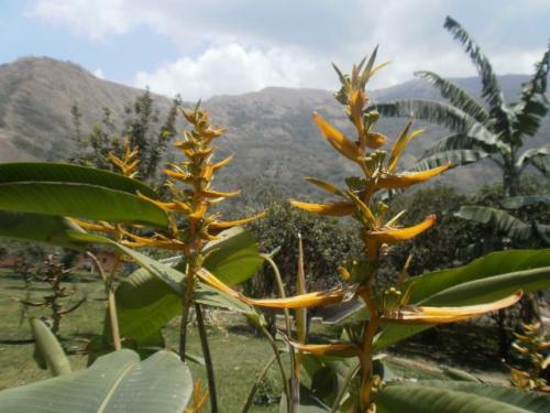 FLOR DE HOJA DE BIJAO