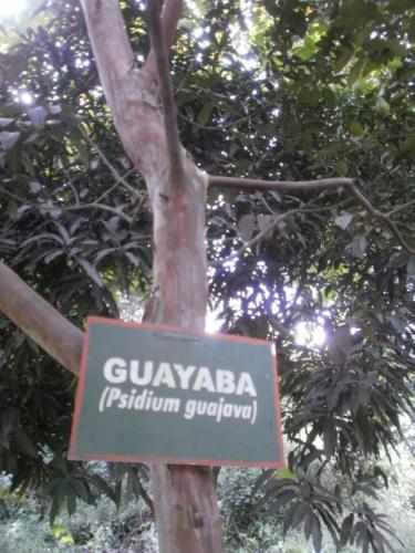 Guayaba