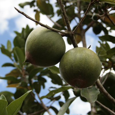 Lucuma