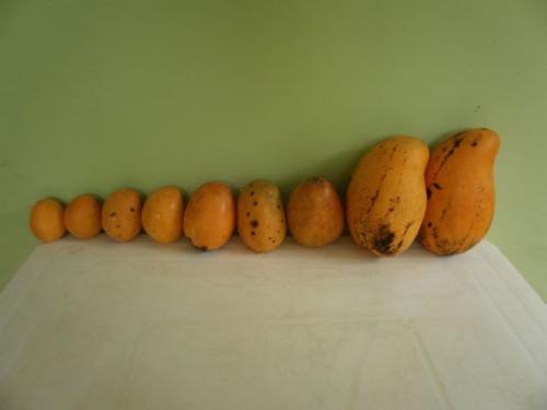 Mangos