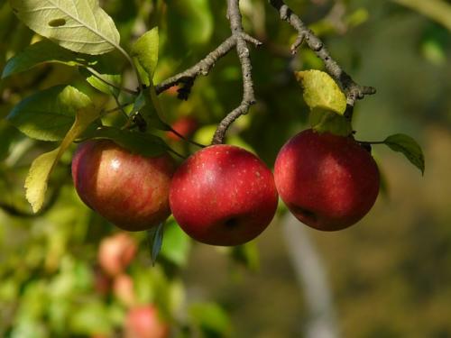 Manzana