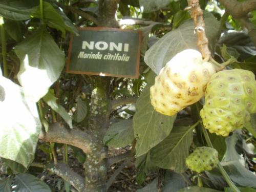 Noni