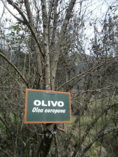 Olivo