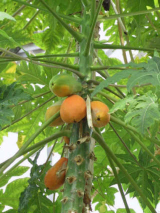 Papaya