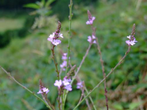 Verbena